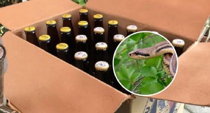 VIDEO: Boa en cartón de cervezas sorprende a jóvenes en Cotaxtla, Veracruz