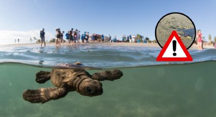 En Coatzacoalcos, muere tortuga verde atrapada en red de pescadores