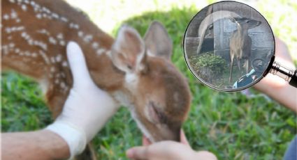 ¿Eres tú Bambi? Aparece venado en el patio de una casa en Tulancingo