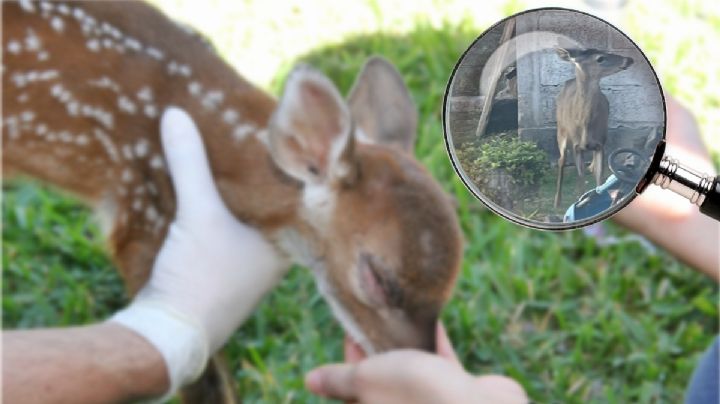 ¿Eres tú Bambi? Aparece venado en el patio de una casa en Tulancingo