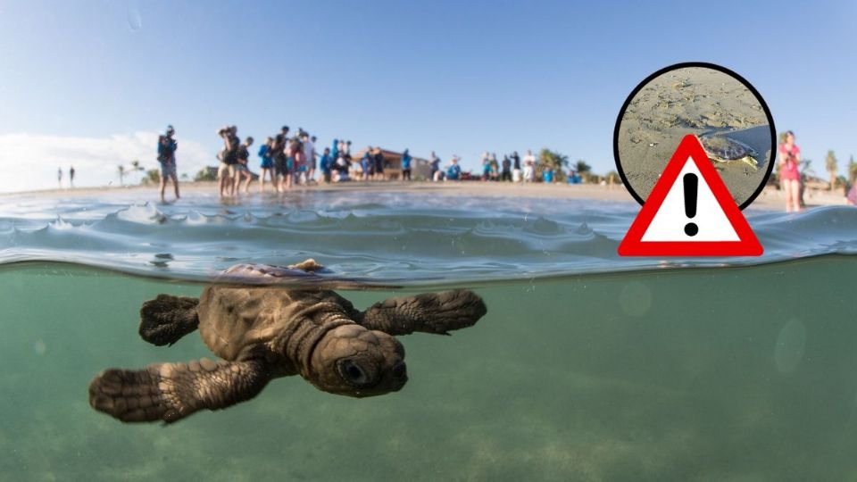 Hallan a tortuga sin vida en playa de Coatzacoalcos