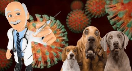 Pandemia canina: Esta es la enfermedad que pondría en peligro la vida de los perros en México