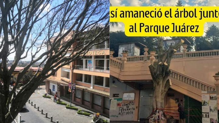 ¿Por qué cortaron el árbol junto al parque Juárez de Xalapa? Esto se sabe