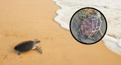 VIDEO: En Coatzacoalcos, liberan a tortuga enredada en red y la regresan al mar
