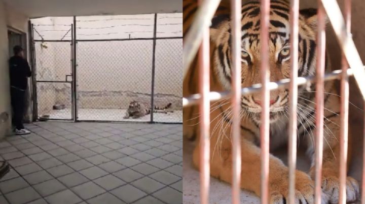 VIDEO| Reportaron a mujer en peligro y al entrar encontraron un tigre de bengala