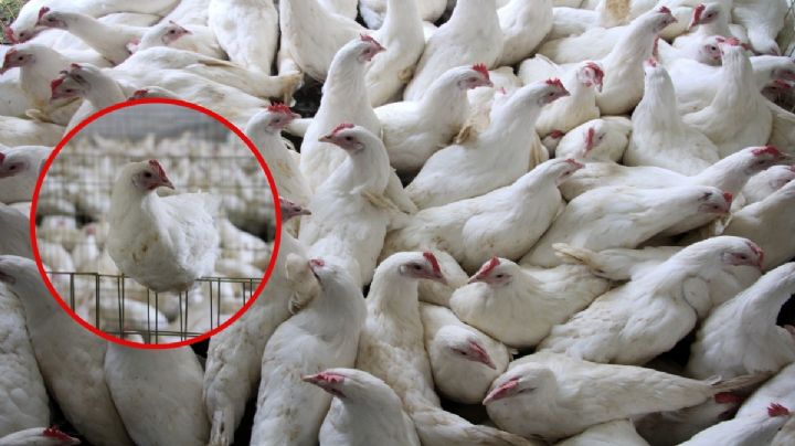 Gripe Aviar en México: Se levanta cuarentena en Sonora; ¿es seguro comer pollo y huevo?