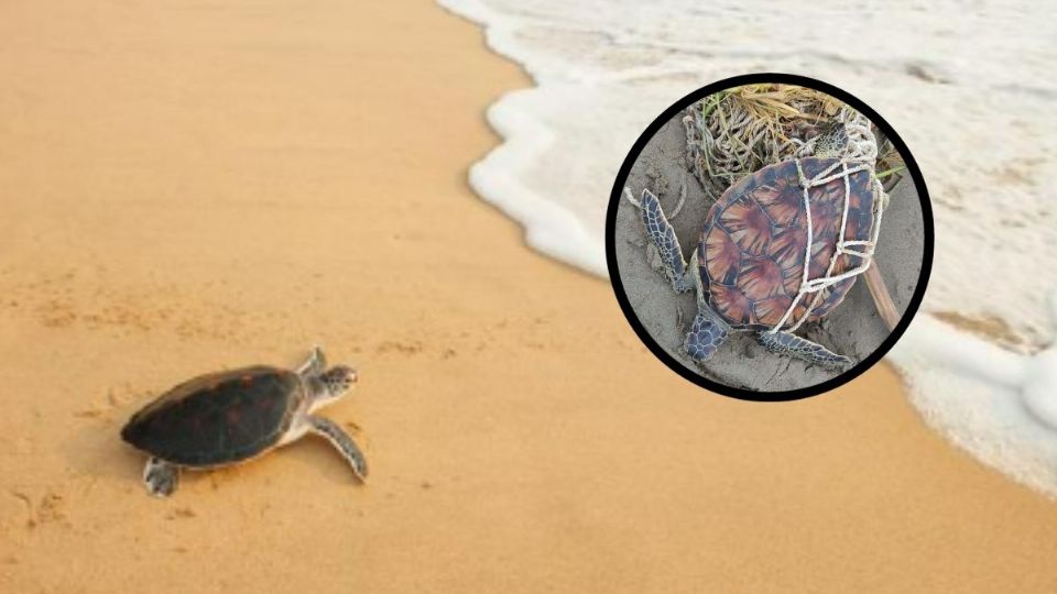 Rescatan a tortuga verde de red de pescadores