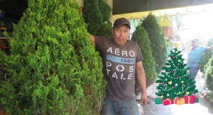 Juan Mencías: 10 años de vender pinos navideños en Coatzacoalcos
