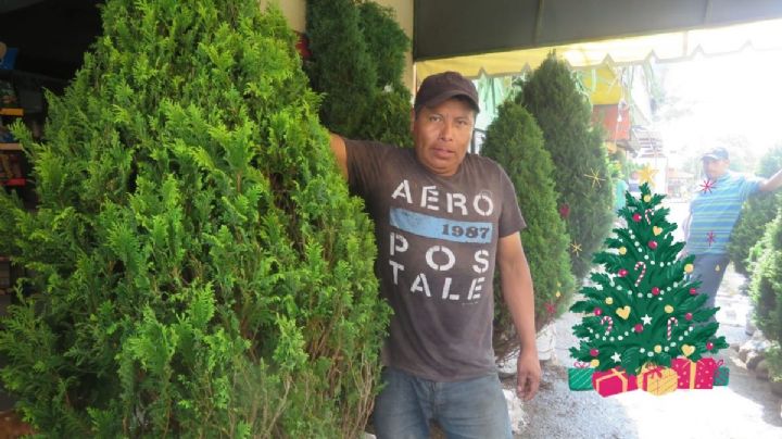 Juan Mencías: 10 años de vender pinos navideños en Coatzacoalcos
