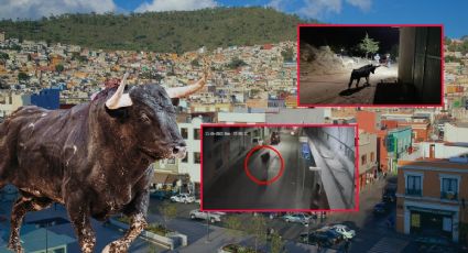 No fue uno, alertaron por 2 toros sueltos en las calles de Pachuca