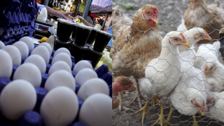 ¿Subirá el pollo y huevo? Encuentran segunda granja en Sonora con casos de gripe aviar