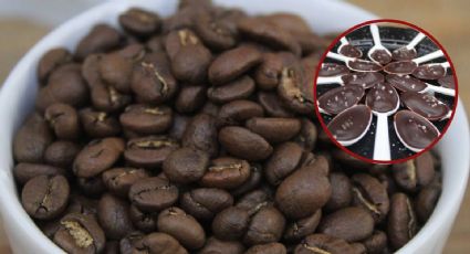 Para los amantes del café y el chocolate regresa el MokaFest a León