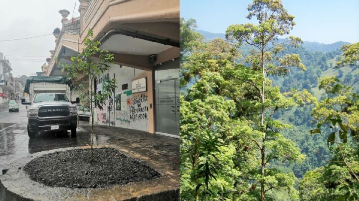 ¿Qué tipo de árbol es el que se sembró en el parque Juárez en Xalapa y por qué ambientalistas celebran?