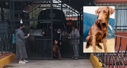 Goliat, el perrito "detenido" por la UMA Orizaba, es devuelto a su dueña