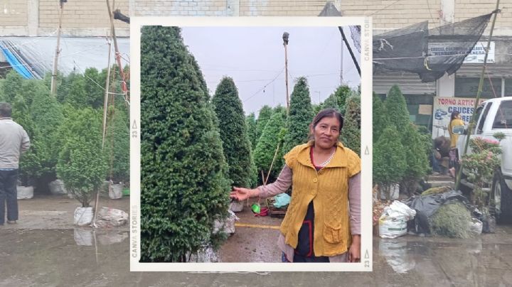 Lucía, 18 años de alegrar la Navidad de los jarochos con venta de pinos