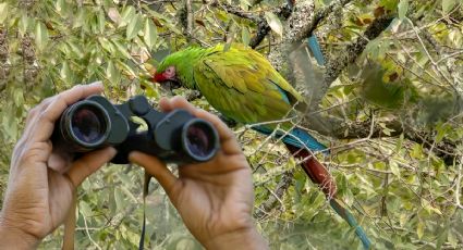 Confirman en Hidalgo la presencia de esta ave en peligro de extinción | FOTOS