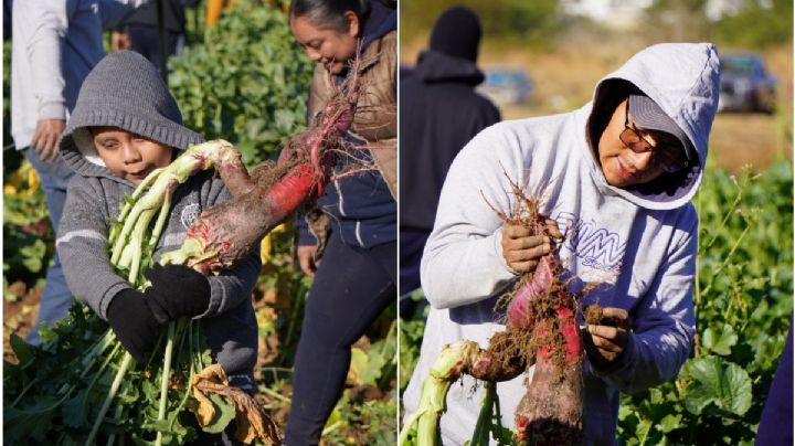 Cosecha de Rábanos, una tradición única en Oaxaca