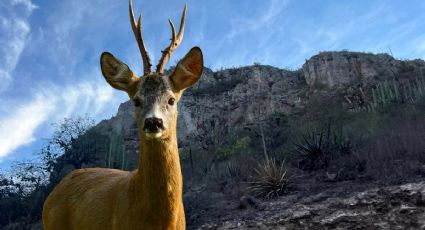 Rescatan a venado cola blanca herido en Hidalgo I FOTOS