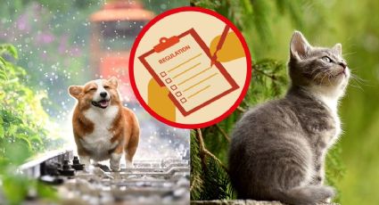Estas son las nuevas reglas para dueños de mascotas en la CDMX; evita multas en el 2024