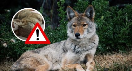 Conductor atropella y mata a coyote en la Riviera Veracruzana