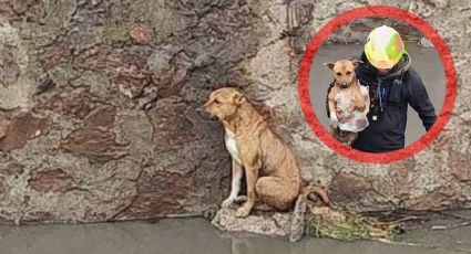Empapado y triste: Rescatan a perrito atrapado en el Arroyo de las Liebres