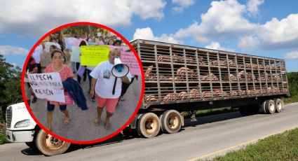 “Agua sí, cerdos no”, la lucha contra megagranja porcina en Yucatán