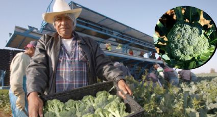 Guanajuato se mantiene como el “Rey del brócoli” en México