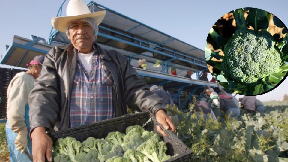 Dolores Hidalgo es el municipio que produce más brócoli en Guanajuato.