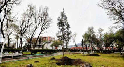 Plaga aniquila árboles de Pachuca; alcaldía anuncia vacunación para detenerla