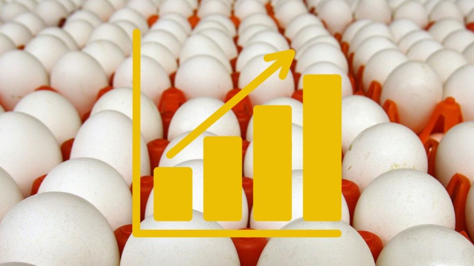 El sector avícola es el mayor consumidor de alimentos balanceados dentro de la actividad pecuaria