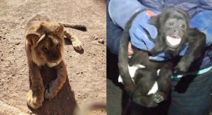 VIDEO: Safari en Aguascalientes: Rescatan a león de deshuesadero; en otro lugar a mono aullador