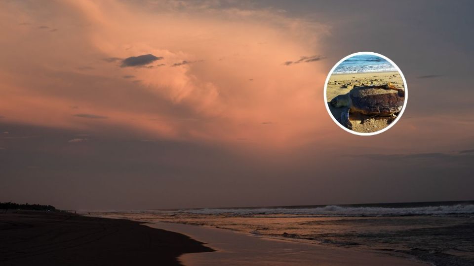 Una tortuga tipo Lora fue hallada muerta en la playa