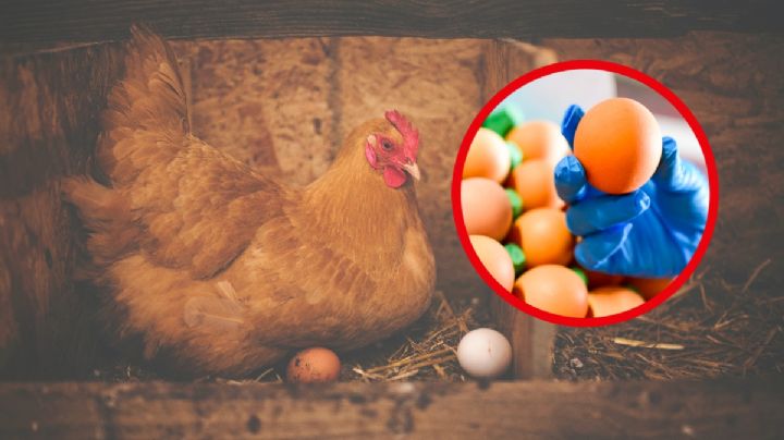 Precio de huevo bajará hasta en 2 años; mataron millones de gallinas