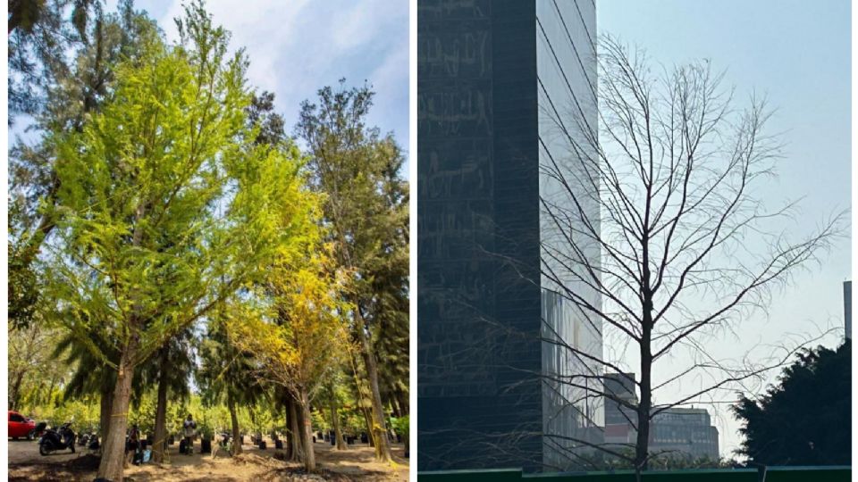 El ahuehuete de la glorieta de Paseo de la Reforma fue plantado el pasado 5 de junio y en menos de un año decayó su salud por diversos factores.