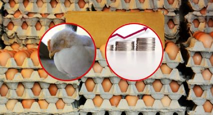 Entre infección aviar e inflación estadounidenses prefieren comprar huevo en México