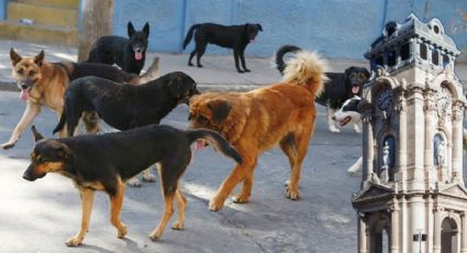 Hasta seis reportes diarios de ataques de perros y maltrato animal se reciben en Pachuca