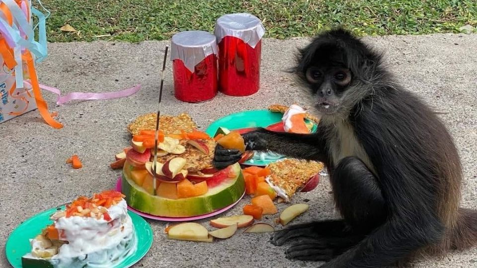 Piojo el mono araña fue festejado con sus alimentos favoritos