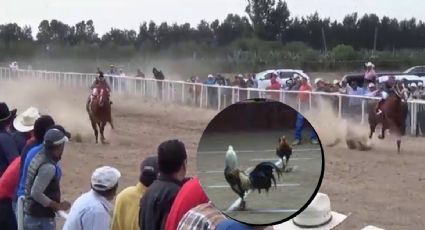 Prohibirían en Guanajuato peleas de gallos y carreras de caballos
