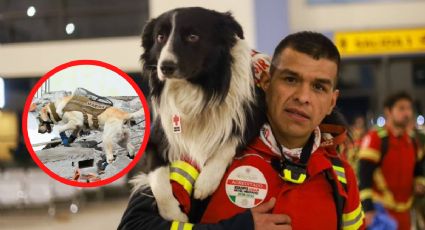 Suave esperanza: estos son los perros rescatistas que México mandó a Turquía
