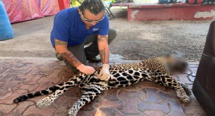 Atropellan a jaguar embarazada, madre y cachorro mueren en Cancún
