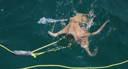 Atención pescadores: termina veda de pulpo en costas de Veracruz