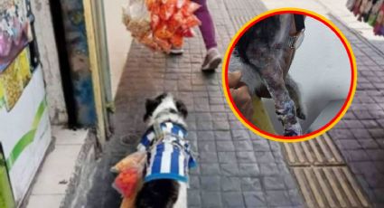 Famoso lomito vendedor de dulces en Pachuca necesita cirugía tras ataque de Bulldog