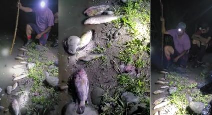 Río Jamapa se llena de peces muertos en Tepatlaxco, Veracruz