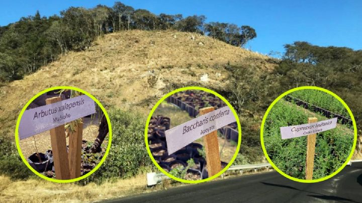 Por tala en carretera Real del Monte-Huasca, resguardan miles de especies animales y vegetales