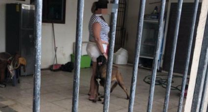 En la Riviera Veracruzana perro mata a otro perro y culpan a dueña. Esto se sabe