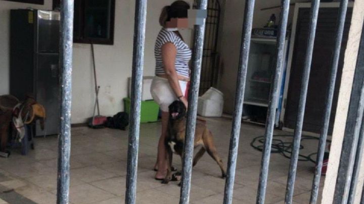 En la Riviera Veracruzana perro mata a otro perro y culpan a dueña. Esto se sabe
