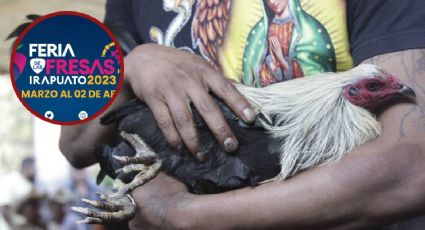 Prohiben peleas de gallos en la Feria de las Fresas en Irapuato
