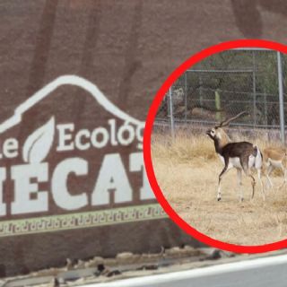 Nacen nuevos ejemplares en zoológico del Parque Ehécatl en Ecatepec