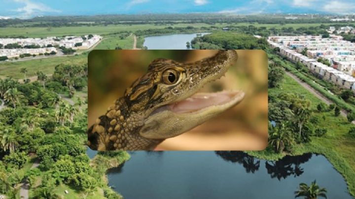 Graban cría de cocodrilo en Lagos de Puente Moreno, en Veracruz