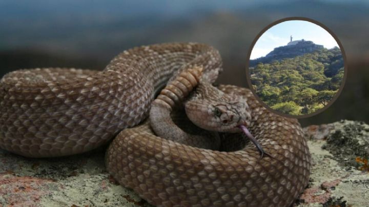 Alertan sobre la presencia de víboras de cascabel en el Cerro del Cubilete y la Bufa